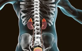 Human kidneys and adrenal glands, illustration