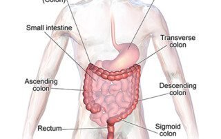 graphic representation of digestive system
