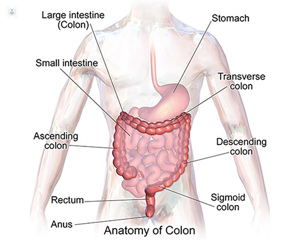 detox1 graphic representation of digestive system
