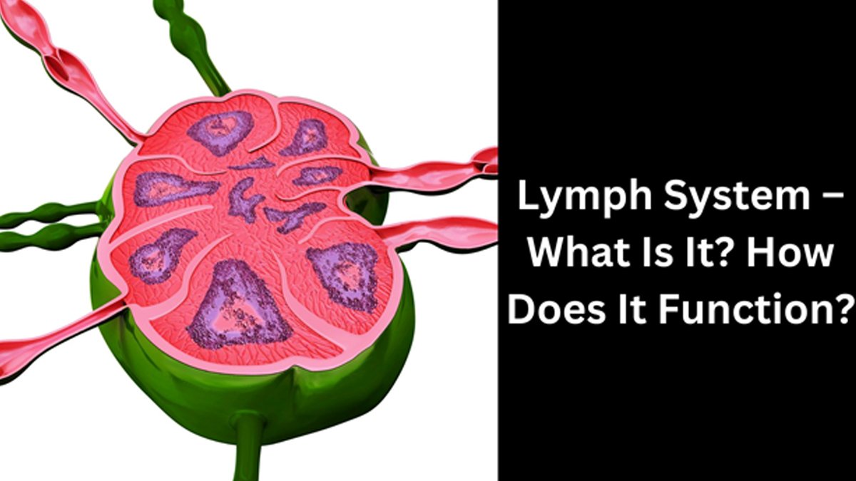 lymph2